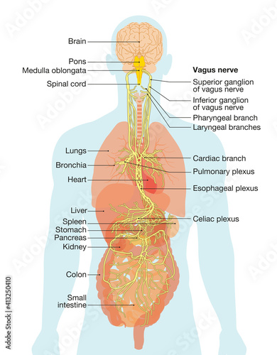 Vagus nerve and human organs, medically Illustration photo