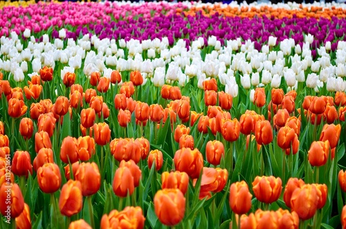 A huge flower bed of Tulips in the city park.