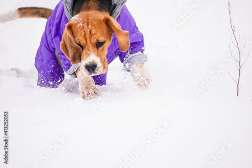 Fototapeta Naklejka Na Ścianę i Meble -  funny cute beagle dog in stylish jumpsuit plays in the snow in winter on the street 