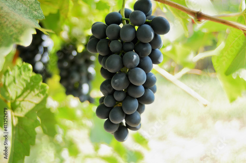 The bunch of white grapes on a vine