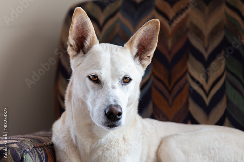 portrait of a dog