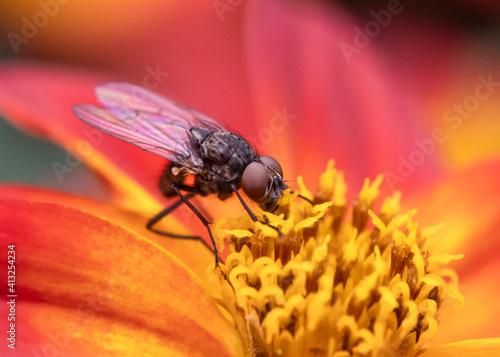 Young housefly feeding on bright orange bidens flower nectar © Jean Landry