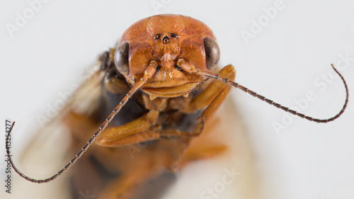 Orange brown sawfly insect macro portrait photo