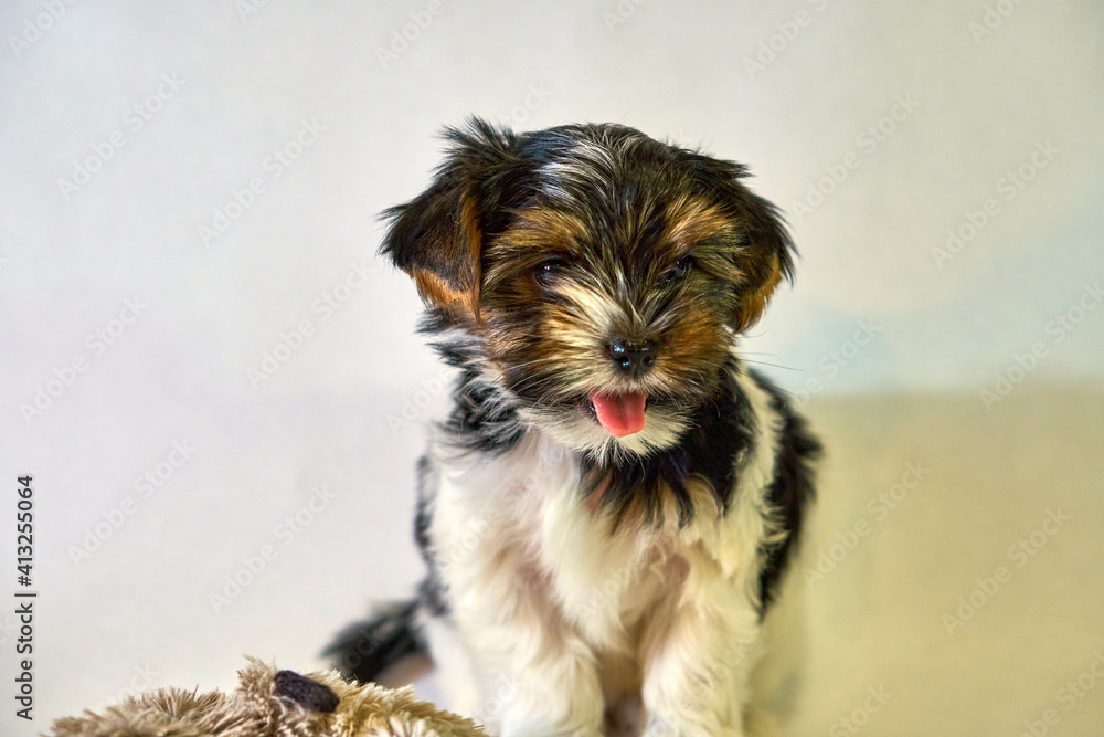 The puppy yawns and stuck out his tongue a small Yorkshire terrier. Small dog on a white background with a cute bow. A romantic photo with a pet and a baby animal. High quality photo The puppy yawns and stuck out his tongue a small Yorkshire terrier. Small dog on a white background with a cute bow. A romantic photo with a pet and a baby animal. High quality photo