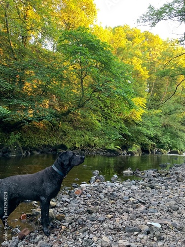 dog in autumn park