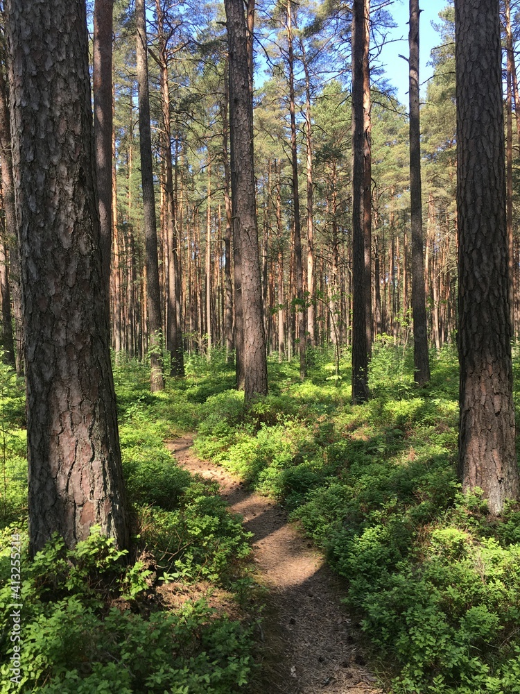 path in the woods