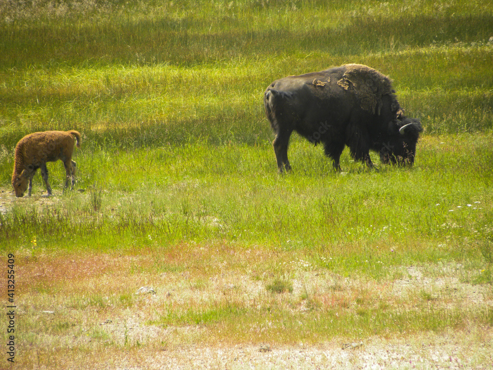 Yellowstone Yellowstone