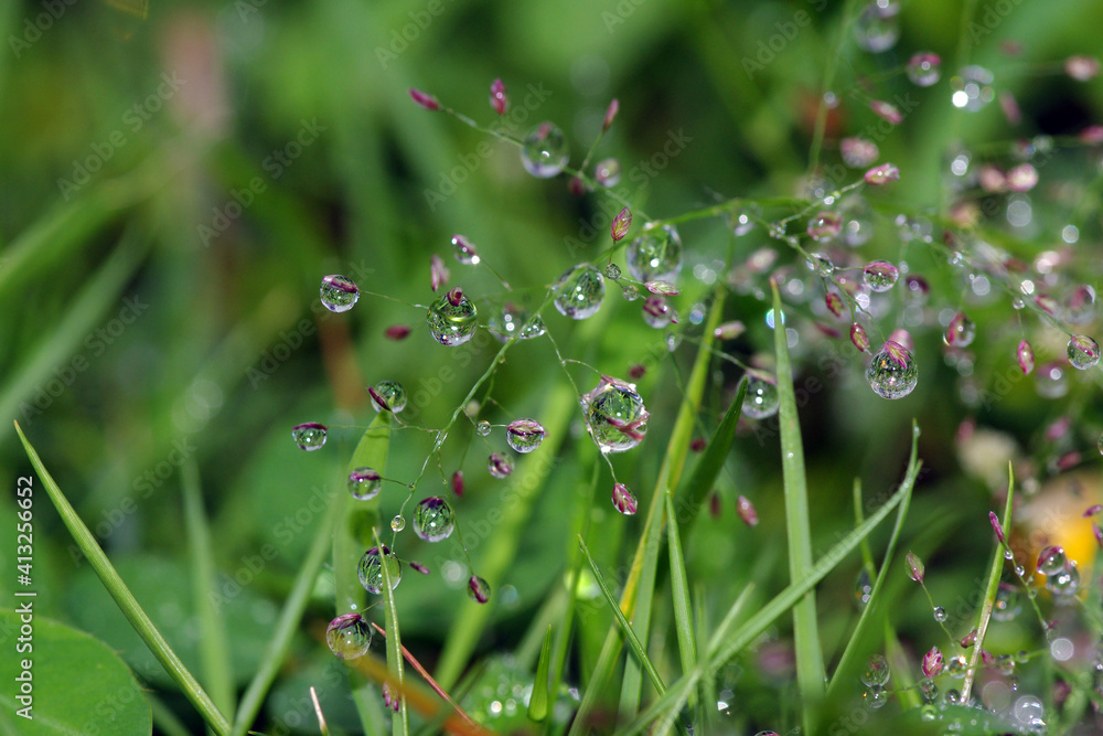 The green grass with fresh morning dew drops looks like crystals in the sun. The green grass with fresh morning dew drops looks like crystals in the sun.