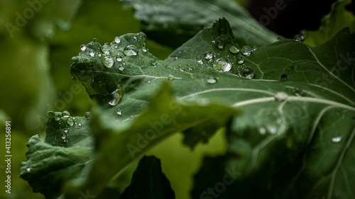 Photos Macro raindrop in a leaf, green closeup