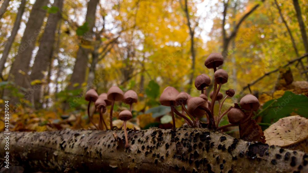 Obraz premium group of small mushrooms in the forest during fall season