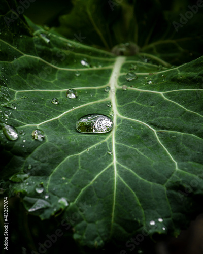 Cuadro en lienzo Macro raindrop in a leaf, green closeup