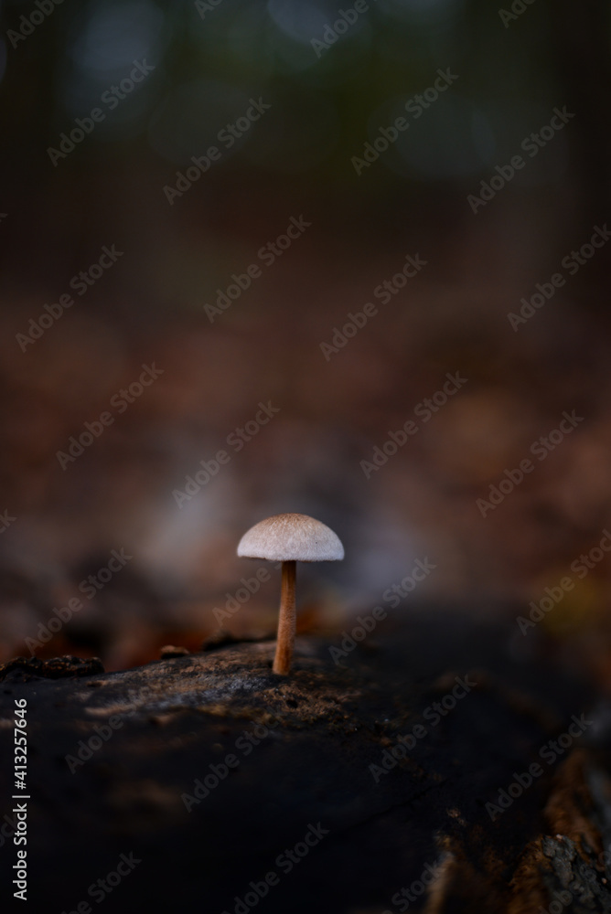 group of small mushrooms in the forest during fall season group of small mushrooms in the forest during fall season