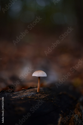 group of small mushrooms in the forest during fall season