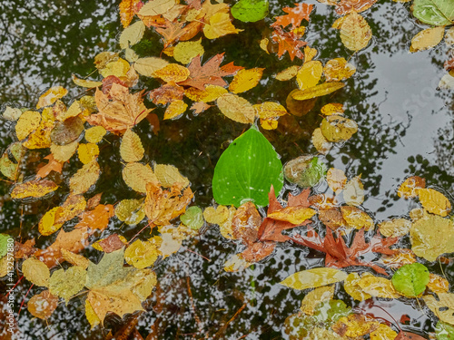 autumn park