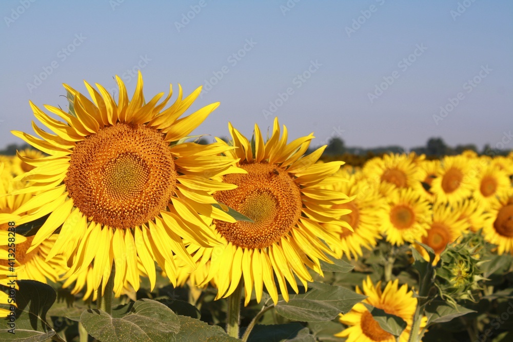 Fototapeta premium sunflowers in the field