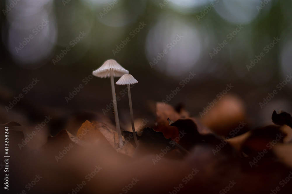 group of small mushrooms in the forest during fall season group of small mushrooms in the forest during fall season