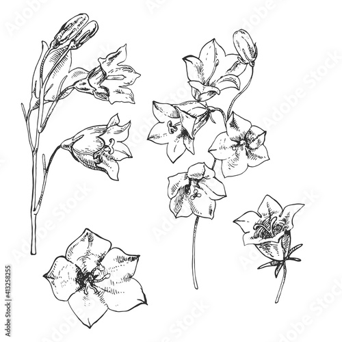 Hand drawn vector illustration of bellflower. Engraved bluebell for cosmetics, medicine, treating, aromatherapy, package design healthcare.