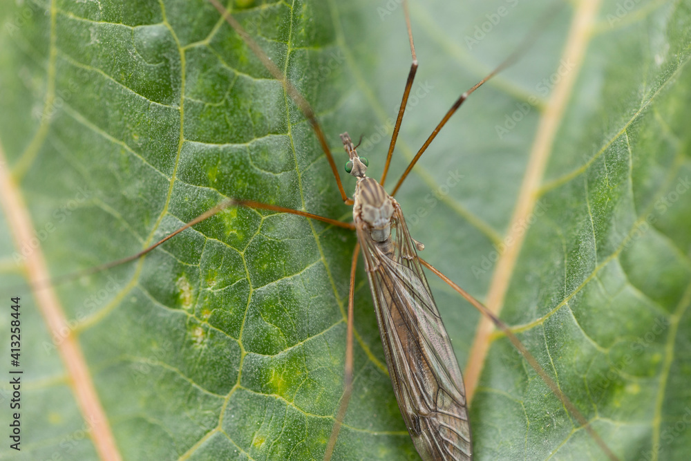 macro photography of insects with details at maximum resolution macro photography of insects with details at maximum resolution