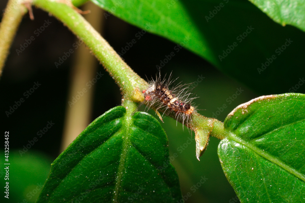close-up Itchy worm bug on green leaf close-up Itchy worm bug on green leaf