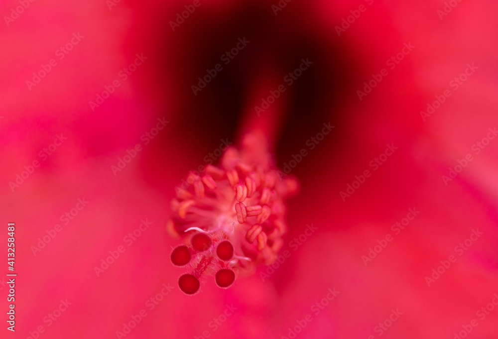 Obraz premium macro photography of flowers with maximum quality with red background
