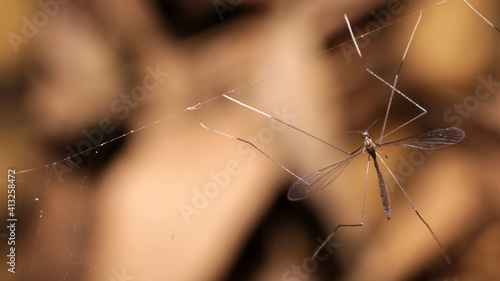 close-up crane fly on filament