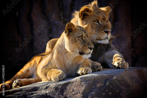 Fotografia Two young lion cub sibling in a pride sitting on a rock next to each other