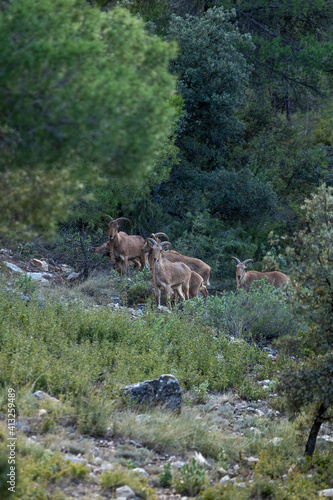 mountain animal, mountain goats running down the mountain
