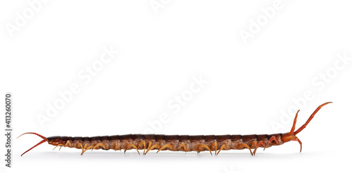 Adult Chinese red-headed centipede aka Scolopendra subspinipes mutilans. Isolated on white background. Side view.