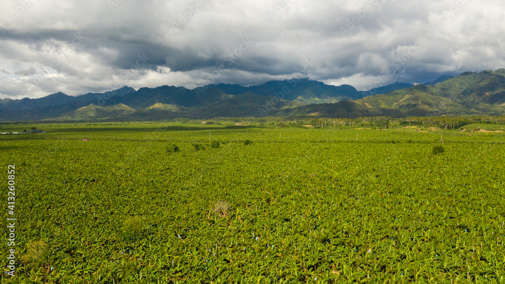 Aerial drone of Banana plantation showing the many large green leaves of banana plants. Philippines, Mindanao. Aerial drone of Banana plantation showing the many large green leaves of banana plants. Philippines, Mindanao.