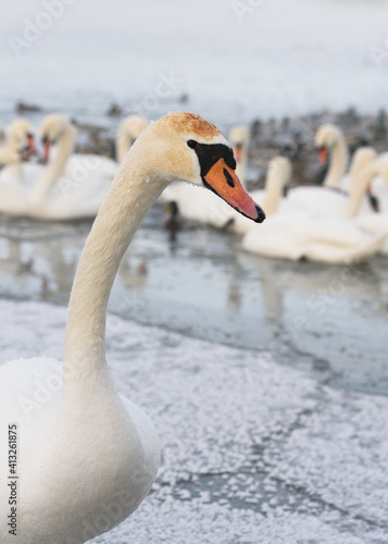 In the Nemunas River, Lithuania has the largest colony of wintering water birds, swans, ducks and other water birds.