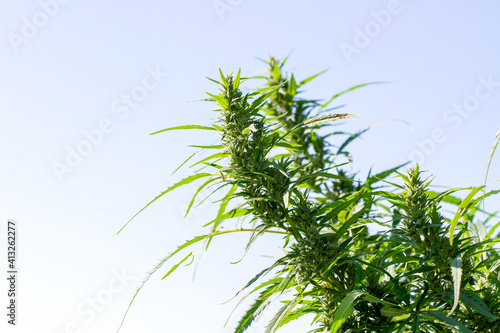 Hemp buds against the blue sky. Cannabis leaf on sky blue background
