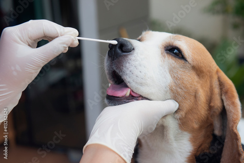 Obraz na plátne The Beagle dog is being examined