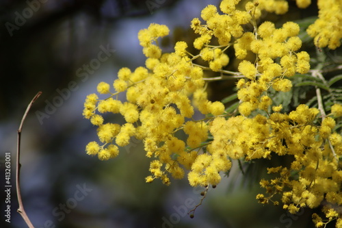 beautiful yellow mimosa flowers in the park