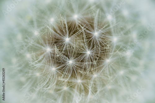 dandelion seed head