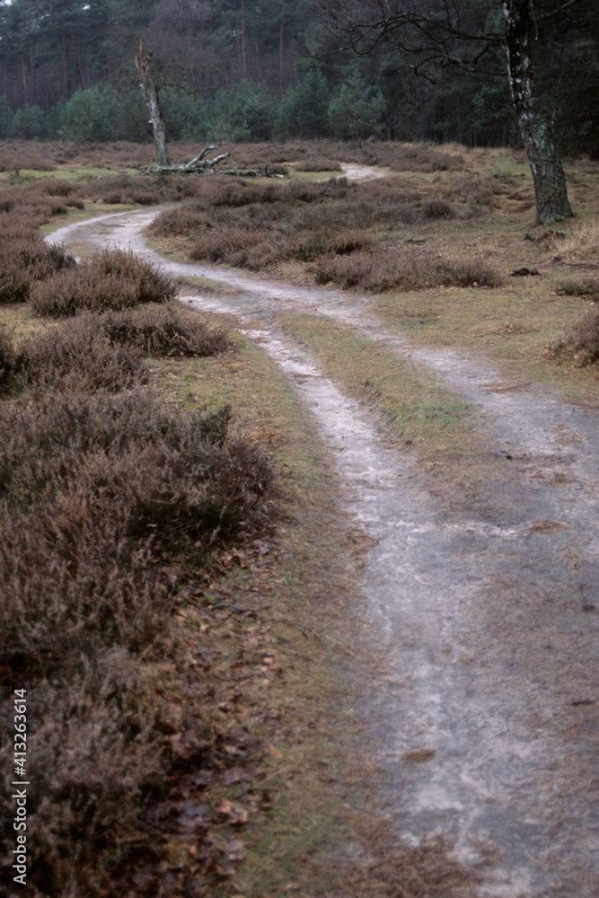 Weg im Hollaendischen Nationalpark de Hoge Veluwe Weg im Hollaendischen Nationalpark de Hoge Veluwe