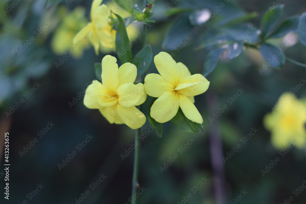 yellow flowers in the garden yellow flowers in the garden