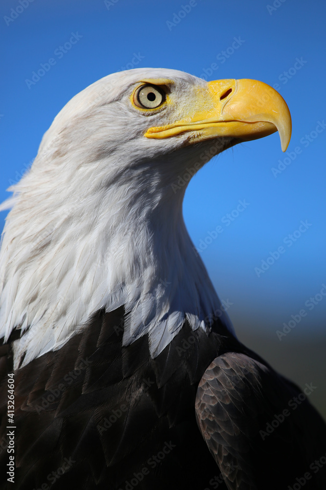 Obraz premium Bald eagle vertical portrait with blue sky background