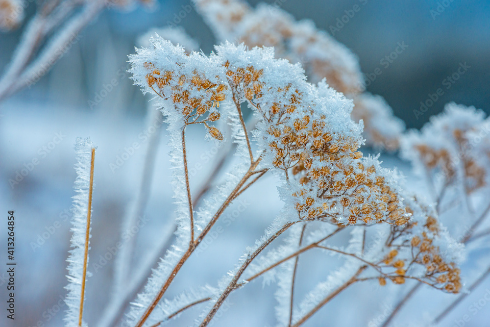 frozen plants in winter