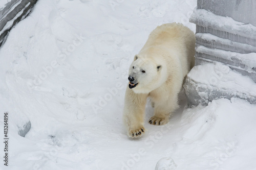 A polar bear comes around the corner of the building 