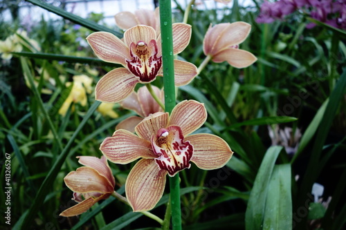 Orchid plant in bloom with flowers