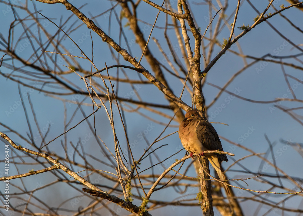Mourning dove on a branch in yellow light Mourning dove on a branch in yellow light
