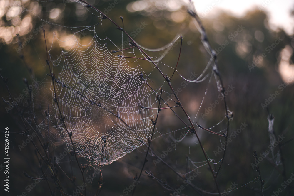 spider web adorned with drops of water in spring season at sunrise