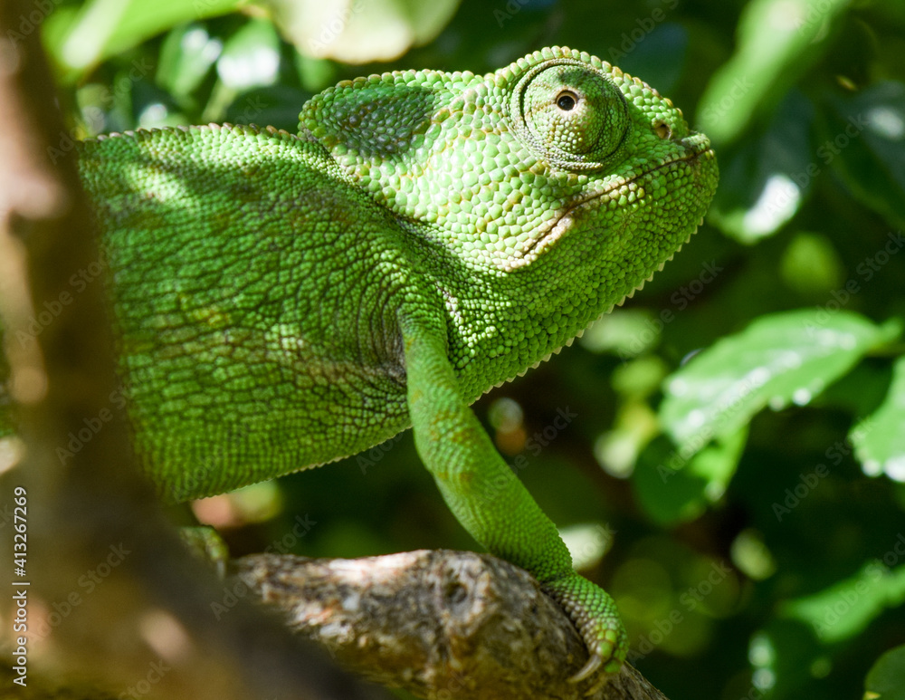 Detailed close up image of green common chameleon, endemic in south Spain looking up Detailed close up image of green common chameleon, endemic in south Spain looking up