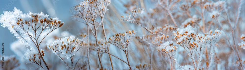 frozen plants in winter