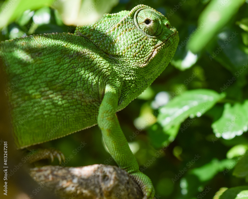 Fototapeta premium Detailed close up image of green common chameleon, endemic in south Spain looking at the camera