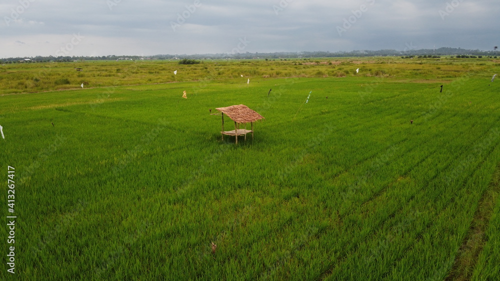 Fototapeta premium hut in a rice field
