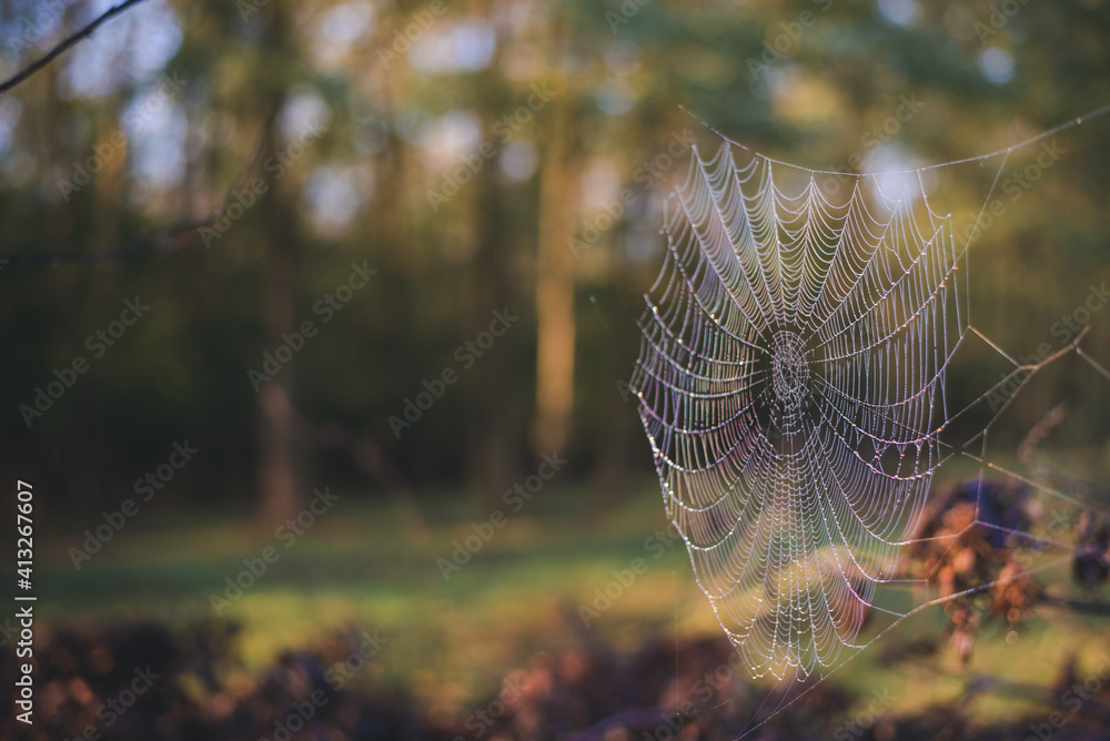 the colors of the rainbow seen in the spider's web adorned with drops of water in spring season at sunrise