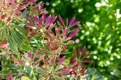 Pieris japonica, commonly known as Japanese andromeda, growing as an evergreen shrub in a naturalistic garden.