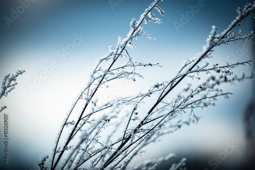 frozen plants in winter