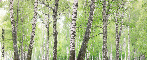 Young birch with black and white birch bark in summer in birch grove against the background of other birches